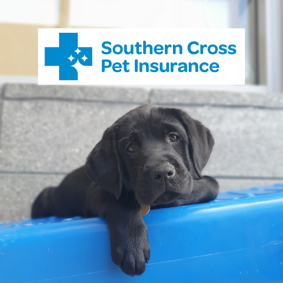 A black labrador laying on the edge of a blue shell pool, Royal Canins red logo is across the top of the image.